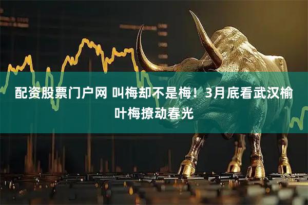 配资股票门户网 叫梅却不是梅！3月底看武汉榆叶梅撩动春光